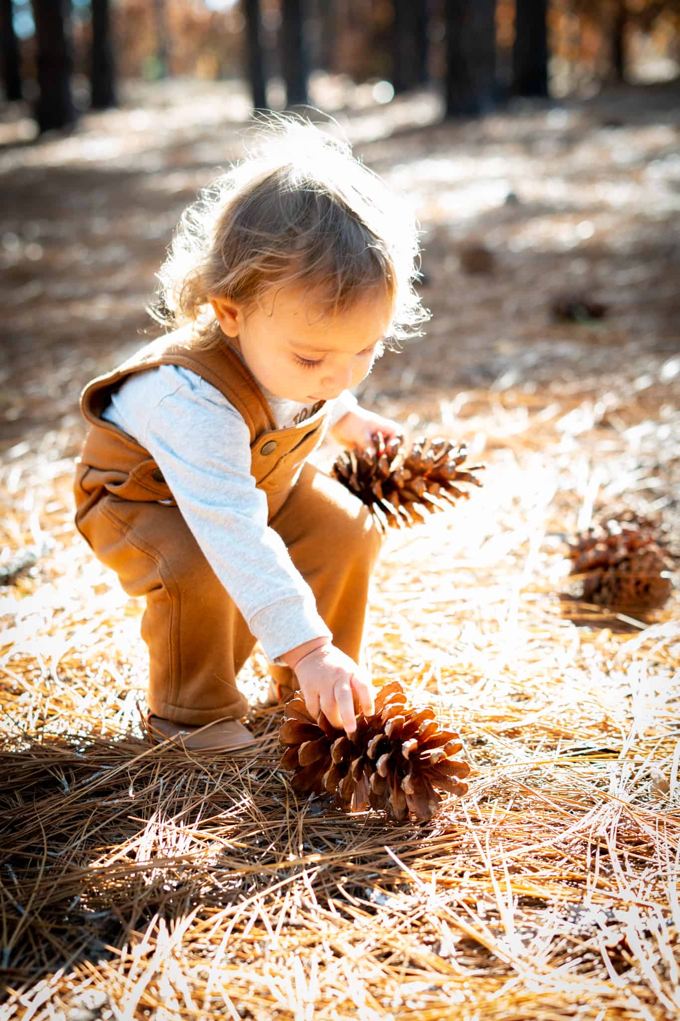 Children Portrait Toddler Picking Pinecones Fall - Spring Lake, NC